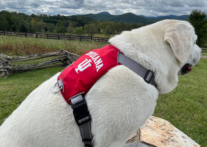 Indiana Hoosiers Dog Harness
